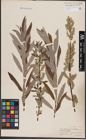 Foto von Salix candida Flüggé ex Willd. x Salix sericea Marshall